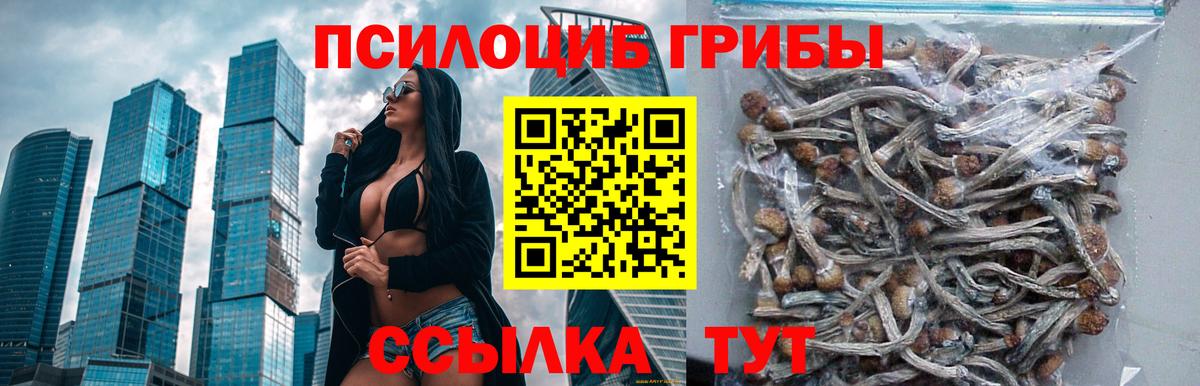 где можно купить   Псилоцибиновые грибы мицелий  Вход с VPN  Ставрополь  Галлюциногенные грибы Cubensis 